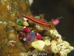 A 3 Spot
 by Richard Rigby 